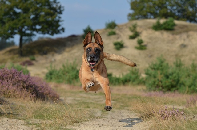 malinois, leap, powerful