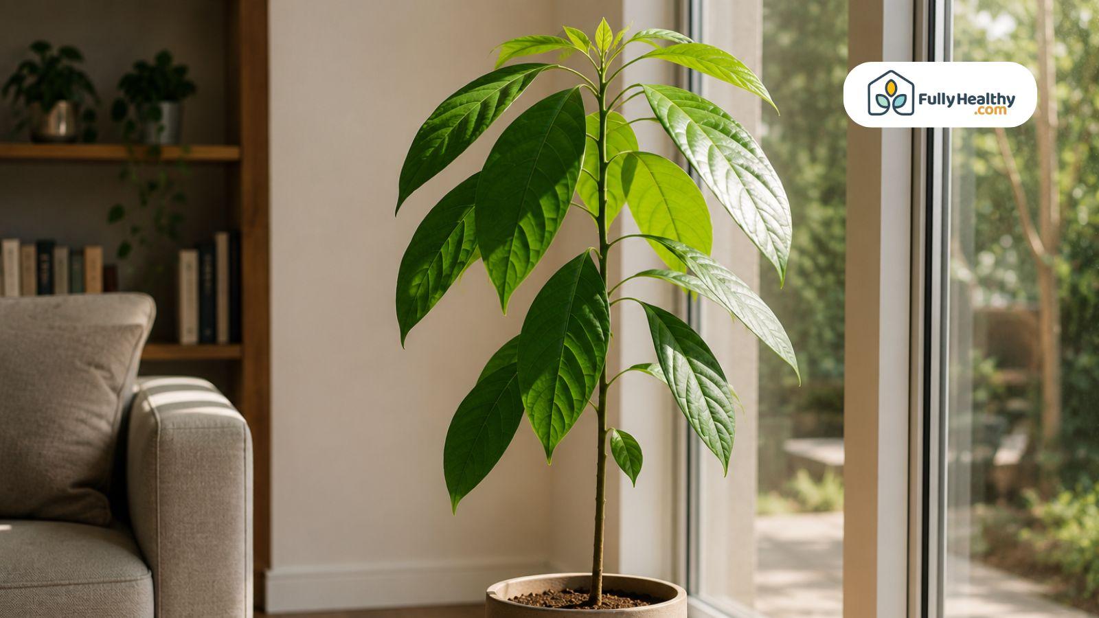 Healthy avocado tree indoors with bright leaves near natural window sunlight