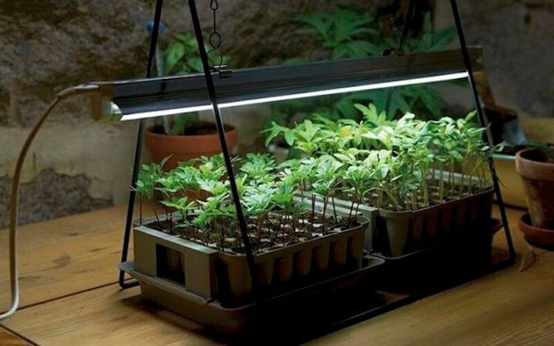 Growing Herbs Indoors with Artificial Light, types of artificial lights