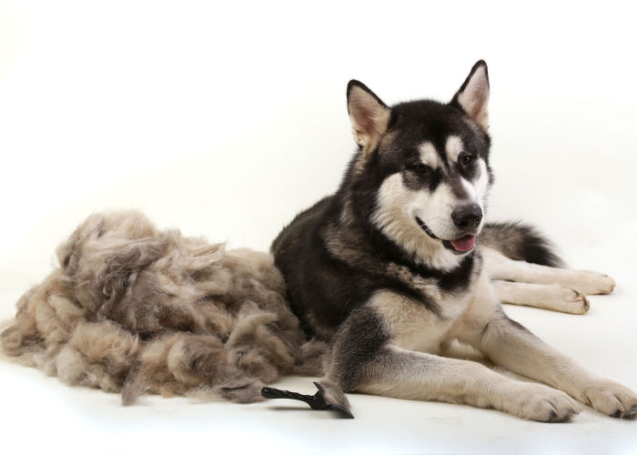 Husky beside his shedded fur