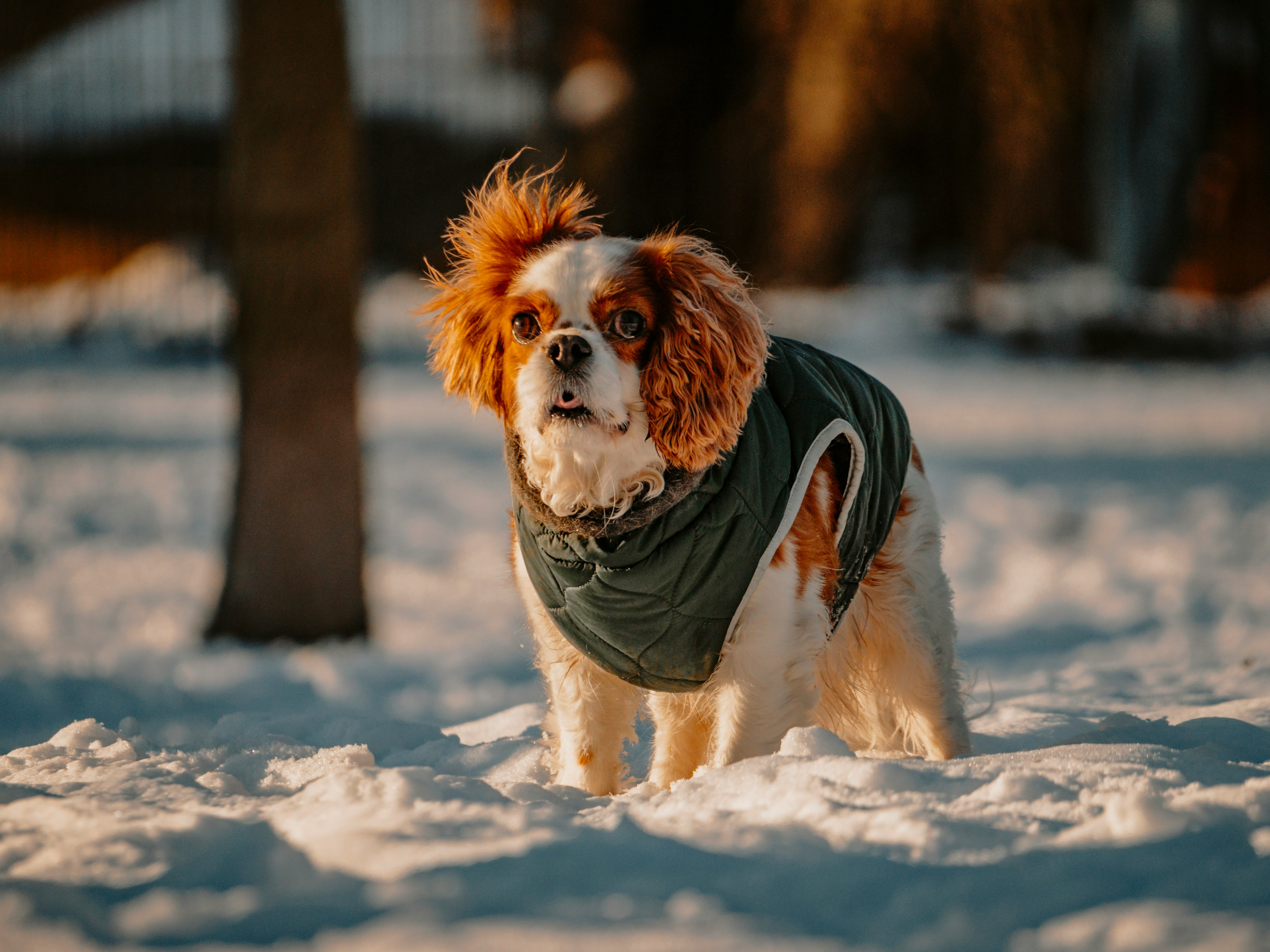 good guard dogs, easy to train, most dogs, facts about cavalier king charles spaniels