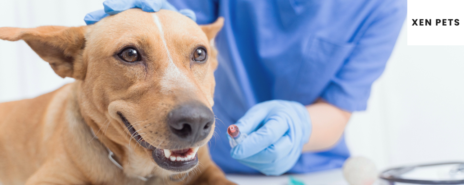 dog at vet