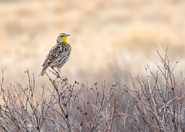 bird, western meadowlark,Birds that start with E