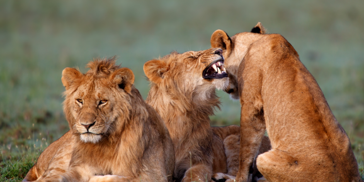 Lions, Botswana