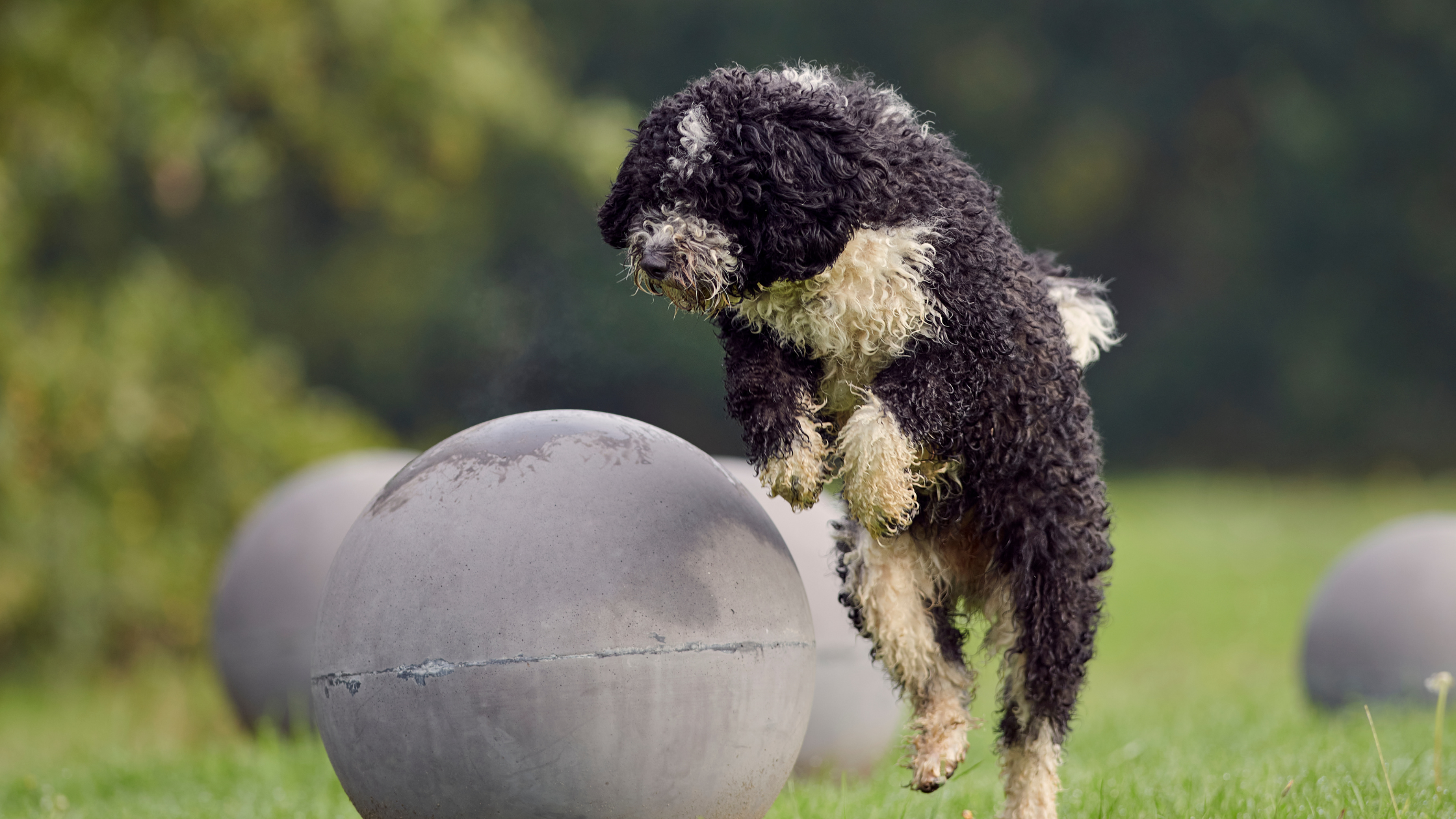 A Spanish Water Dog jumping near a large ball