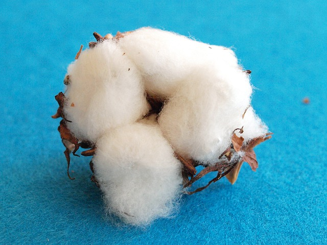 cotton, cotton blossom, wool