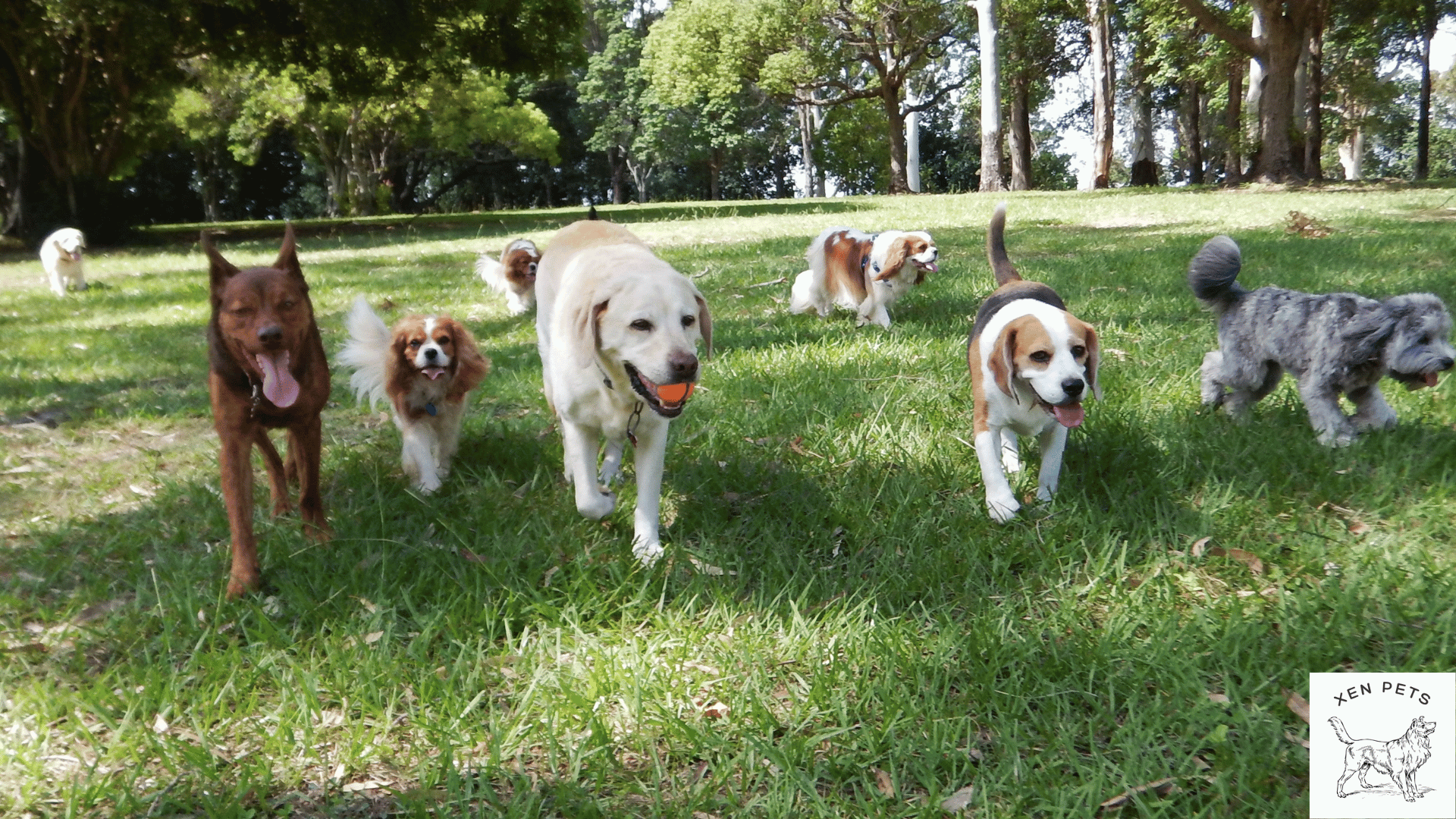 group of dogs in a dog park