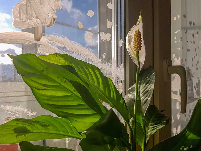 Common Problems with Variegated Peace Lily