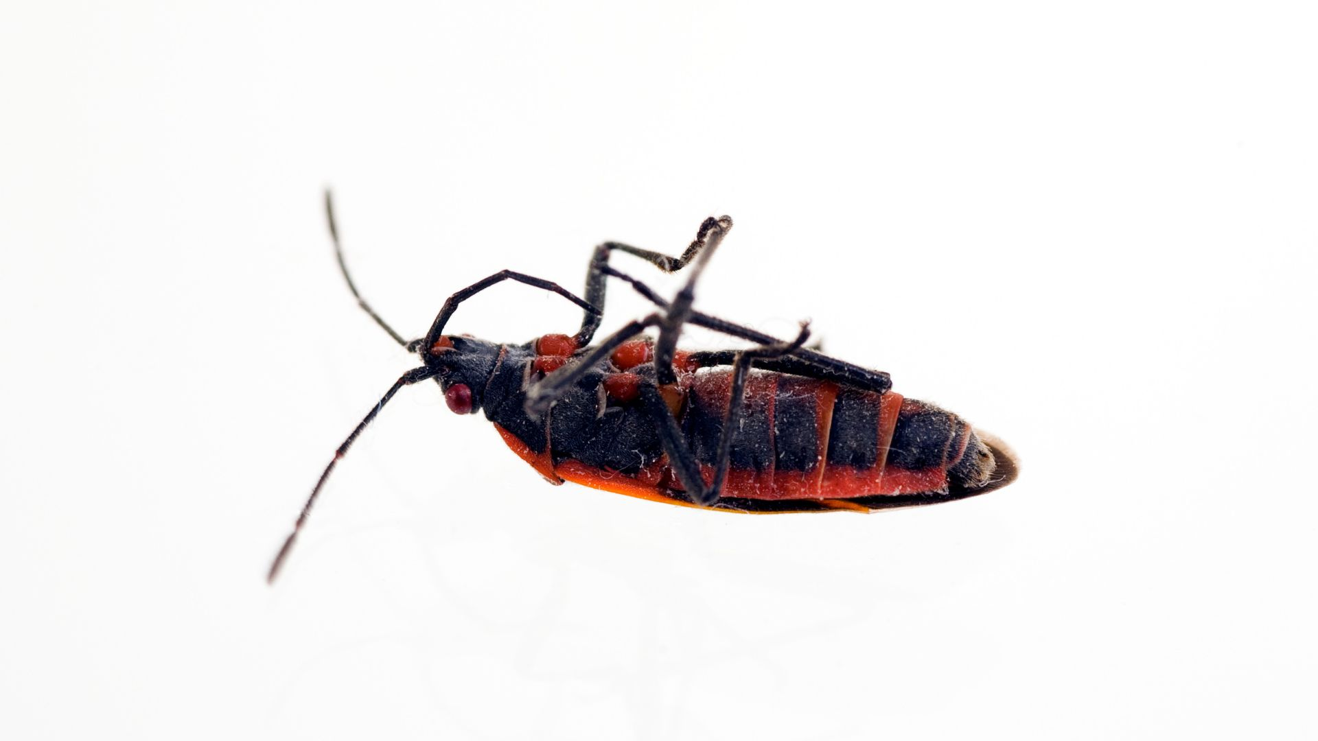 Boxelder Bugs  Facts & Identification, Control & Prevention