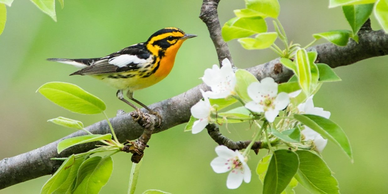 Seasonal Bird Watching Tips for Florida