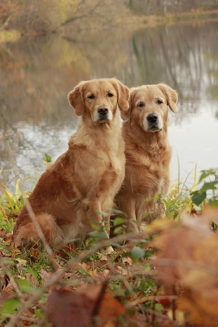 full sized golden retrievers