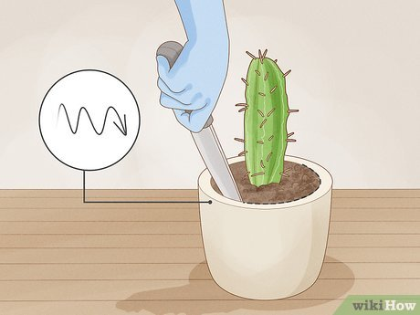 repot a cactus, repotting cacti, cacti