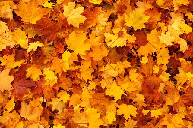 autumn, leaves, wallpaper hd