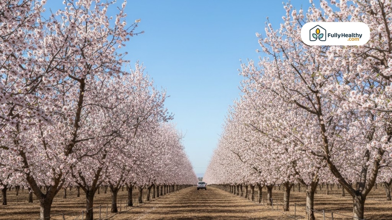 Rows of almond trees blooming in orchard under clear sky