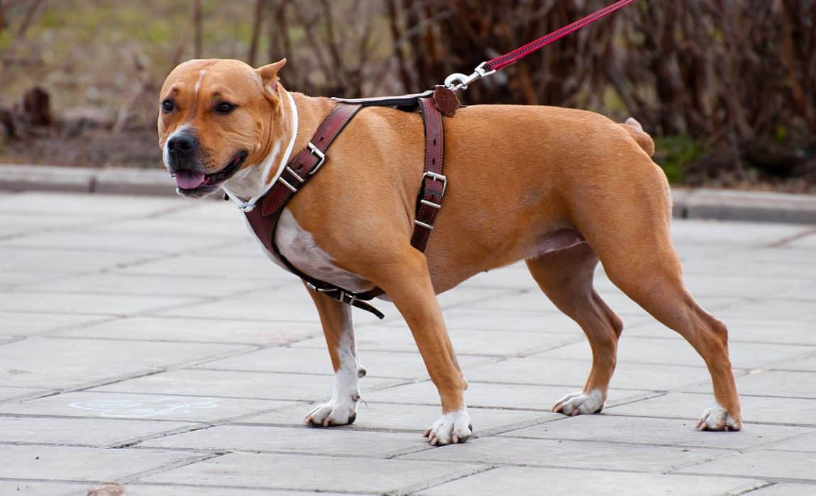 Harnesses to pull your dog easily