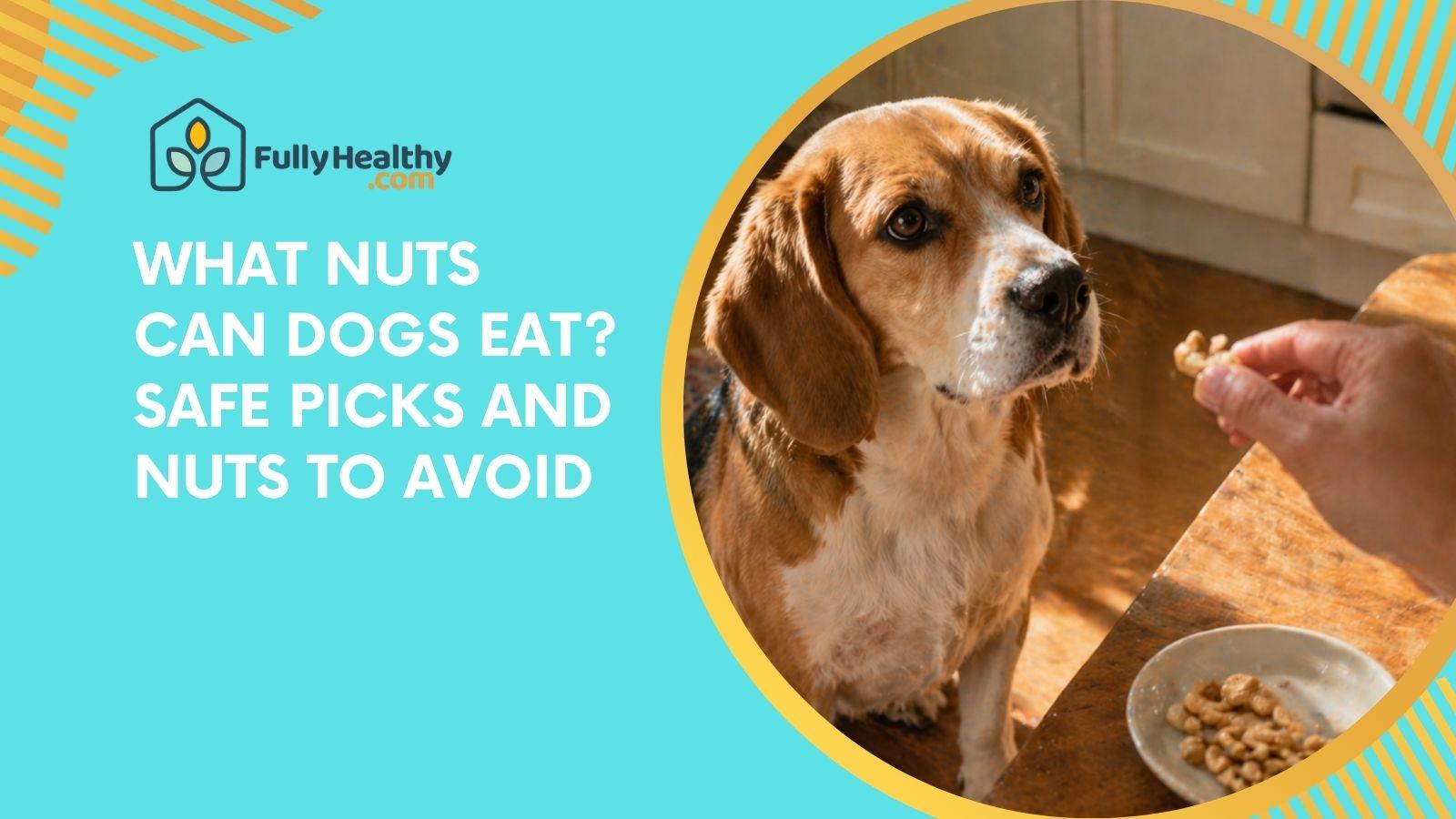 What Nuts Can Dogs Eat? Safe Picks and Nuts to Avoid