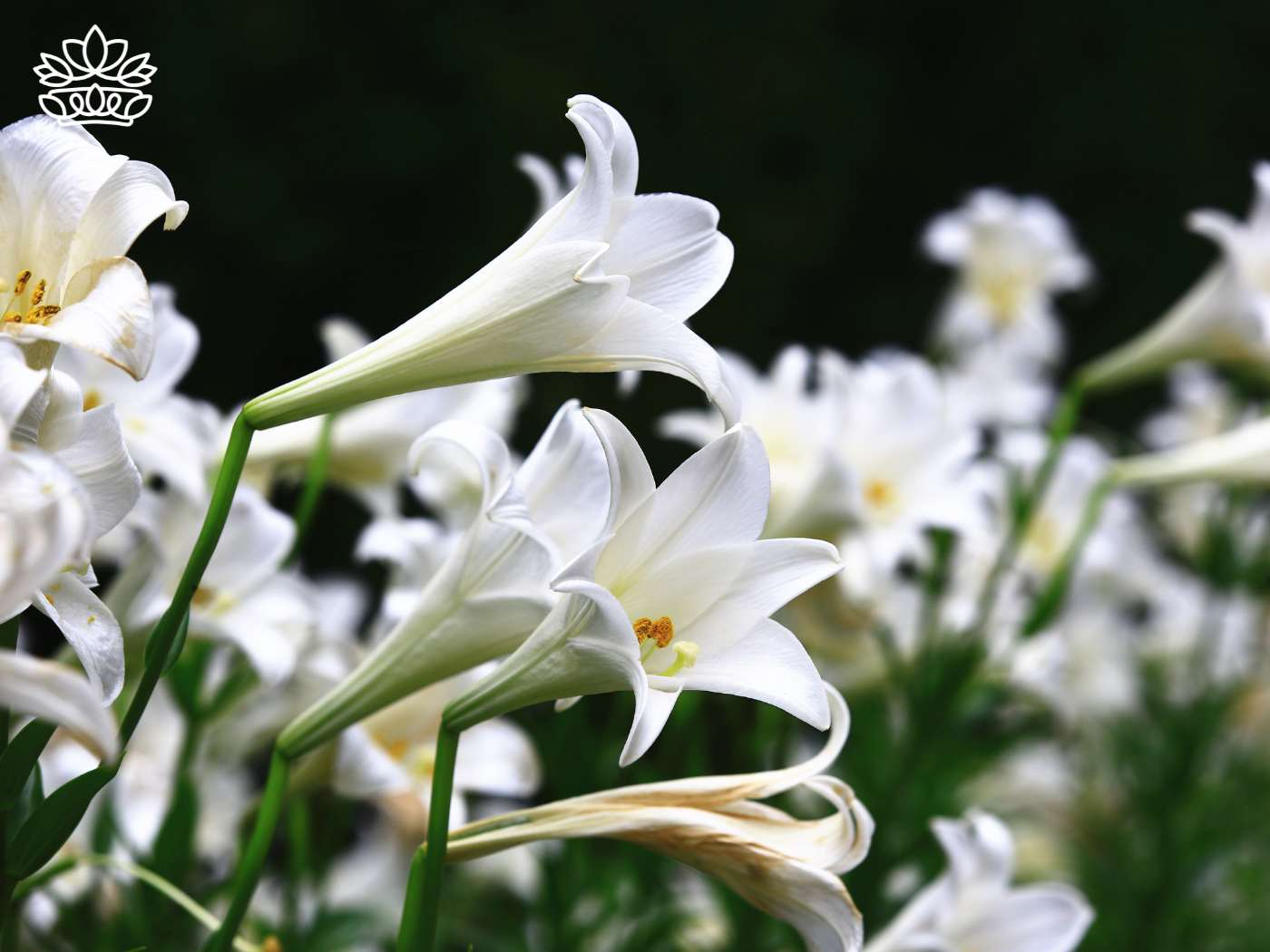 A serene display of white lilies in full bloom, captured between late spring and late summer. These Euro Caucasian lily plants, renowned for their elegant flowers and good drainage requirements, make up a stunning bouquet ideal for gifts. The Turk's cap variety stands out, ready to be delivered as part of the Fabulous Flowers and Gifts - Lilies Collection