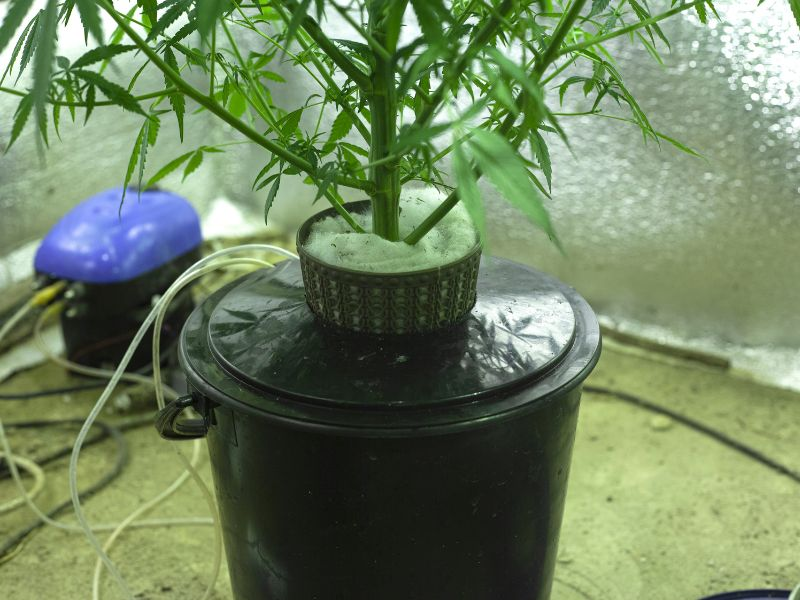 hydroponics cannabis plant