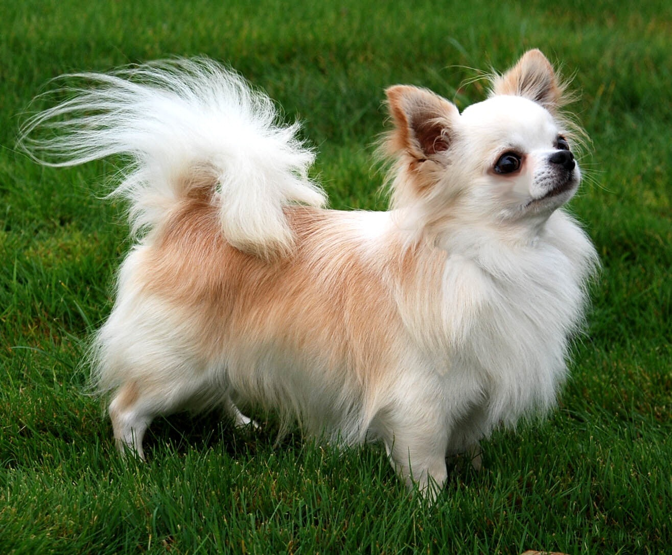 chihuahua dog, ideal dog