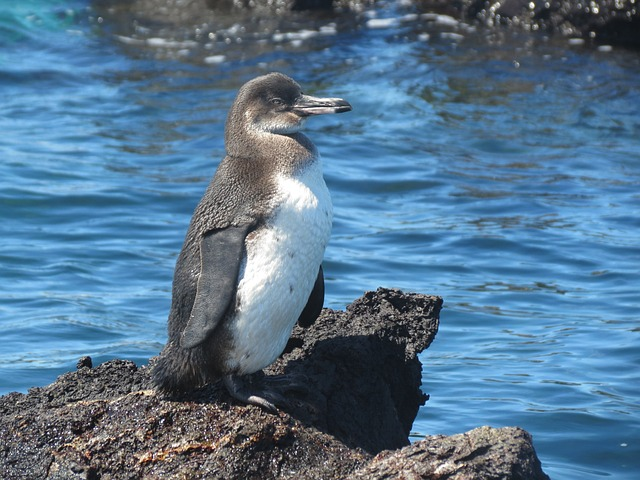 penguin, bird, flightless