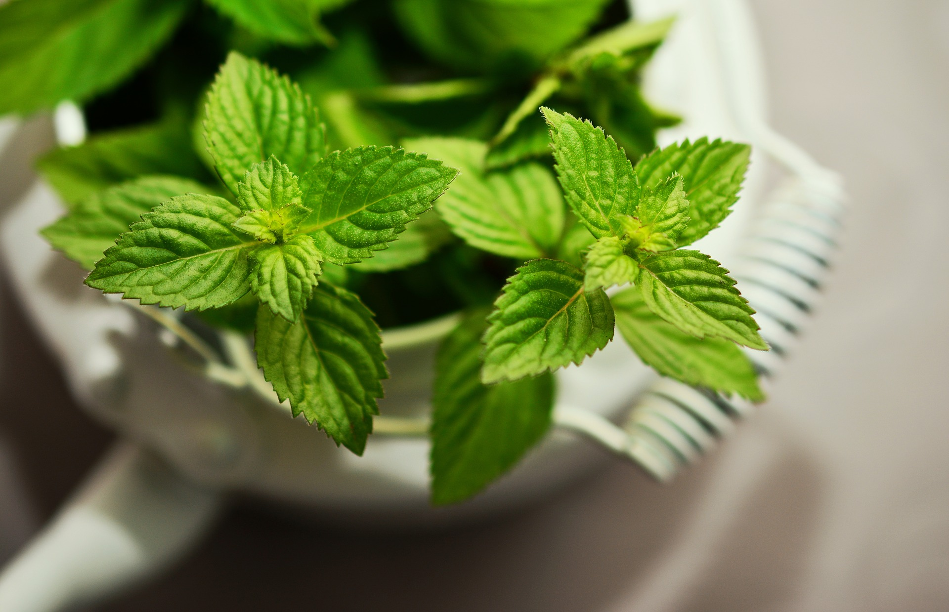 Grow herbs indoors peppermint by congerdesign on Pixabay