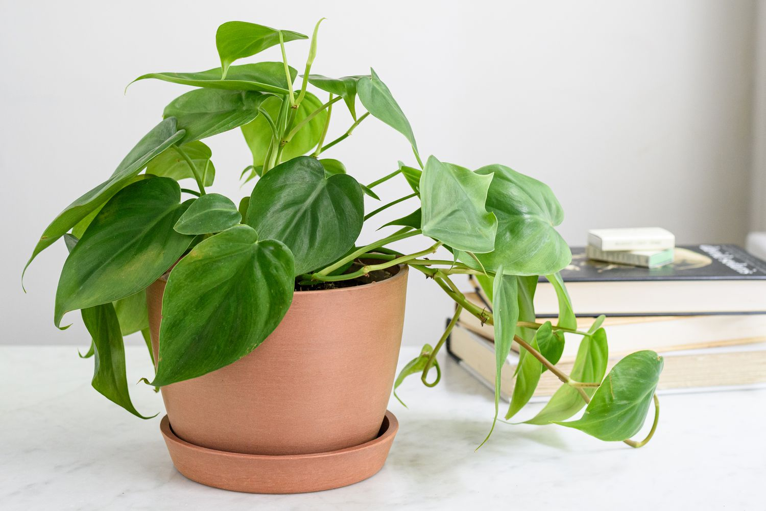 Heartleaf Philodendron