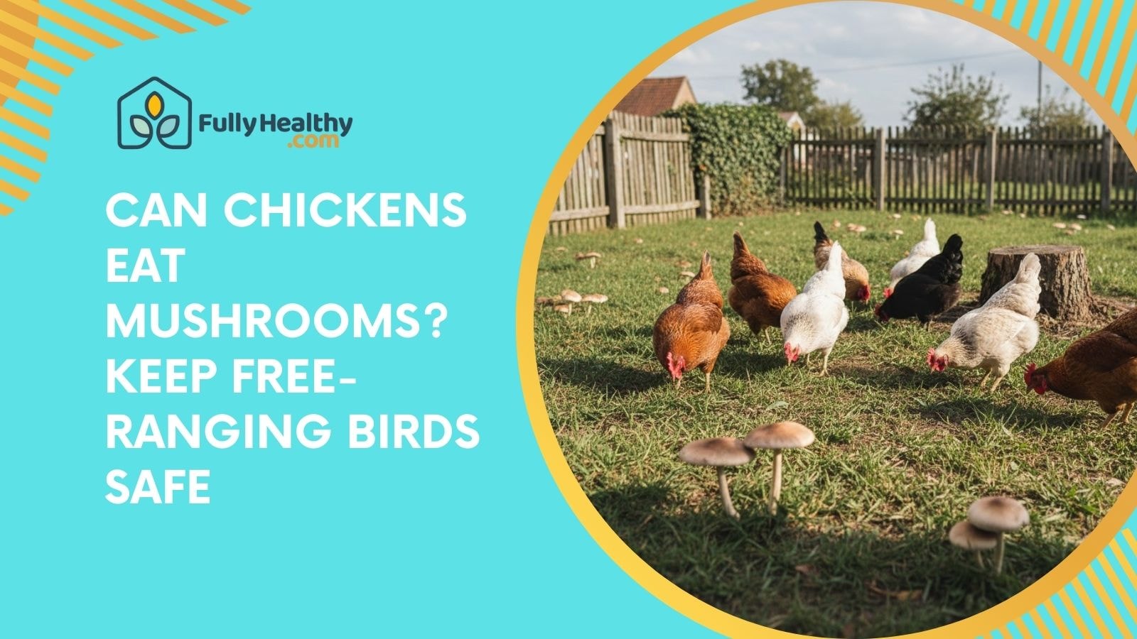Can Chickens Eat Mushrooms? Keep Free-Ranging Birds Safe