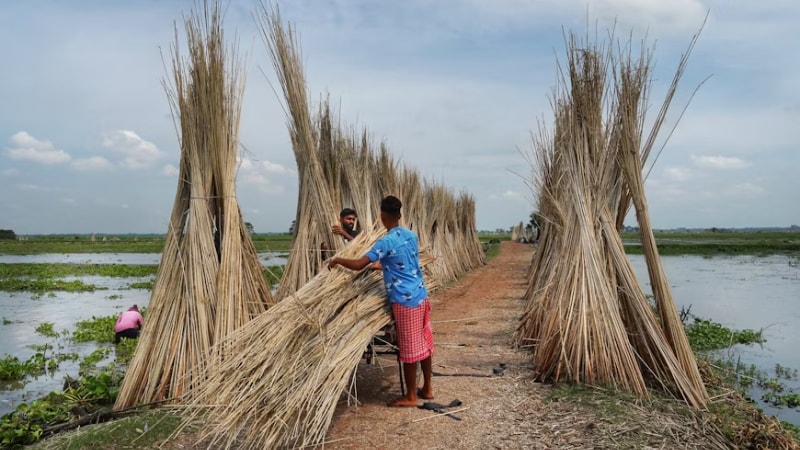 Two men harvesting jute 