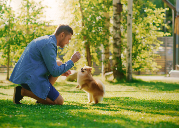 Man training his dog tricks at the park