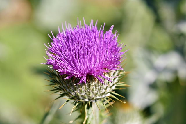 herbal thistle