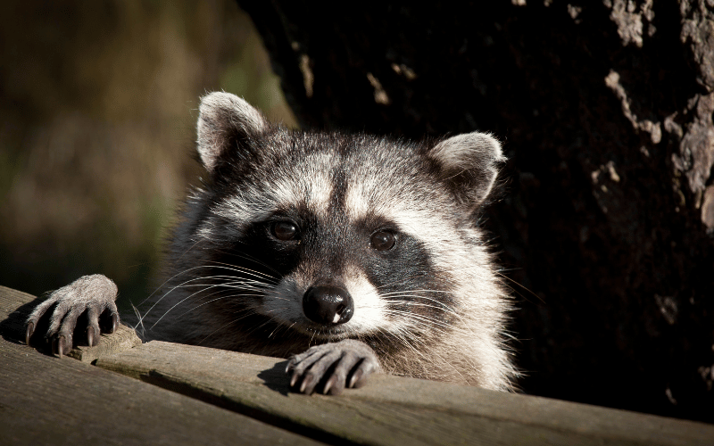 troy raccoon removal