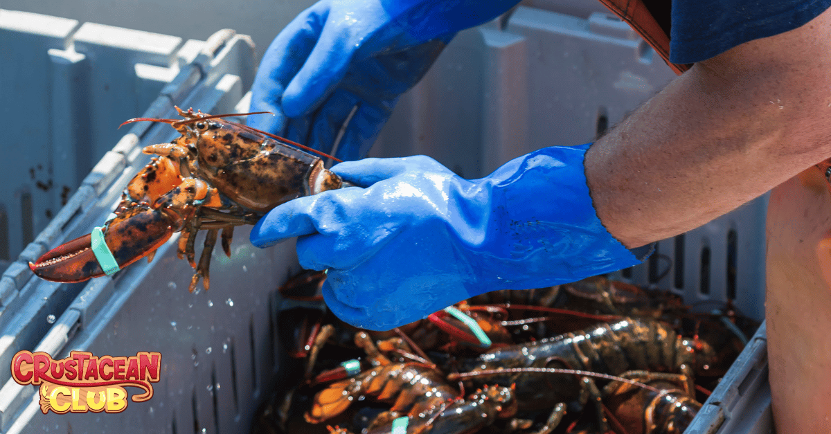 Lobster gloves being worn for protection and improved grip