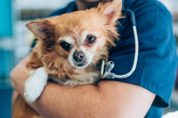 chihuahua health, dog