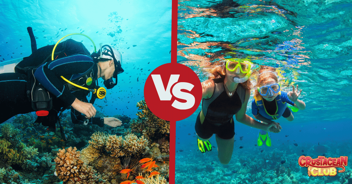 an image comparing scuba diving vs. snorkeling 