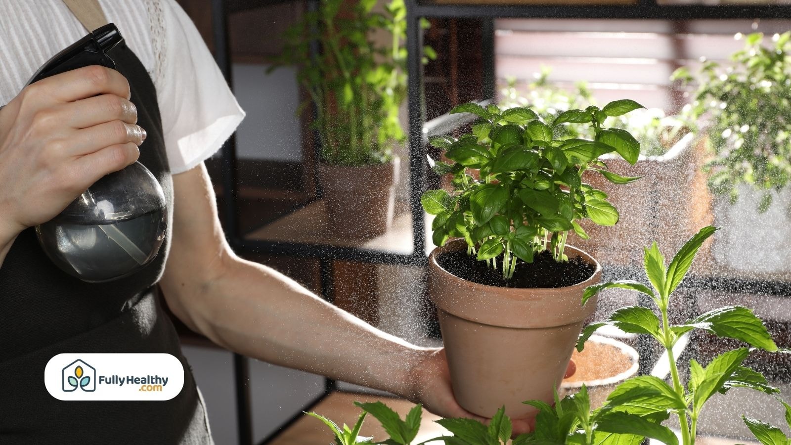 Person spraying water on a potted basil plant indoors with sunlight