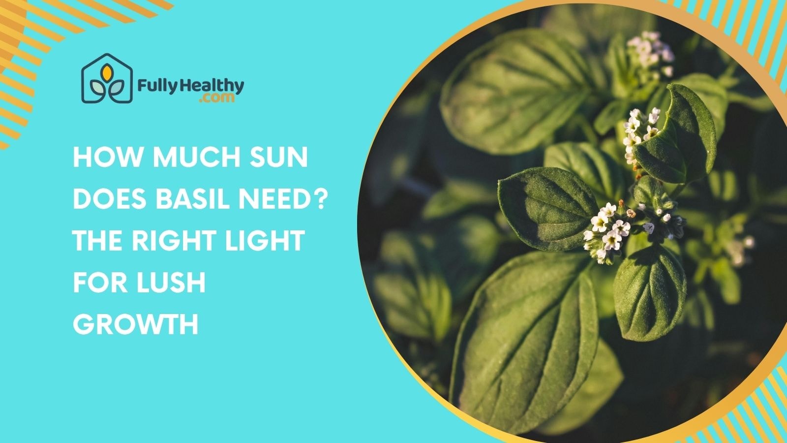 how much sun does basil need