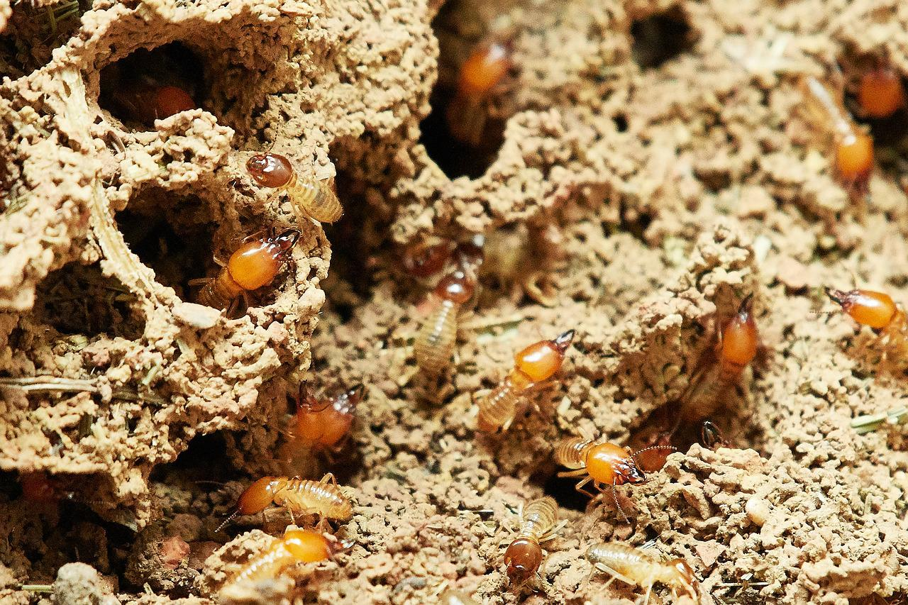 a hive of ants, that's why its important to learn how to get rid of carpenter ants