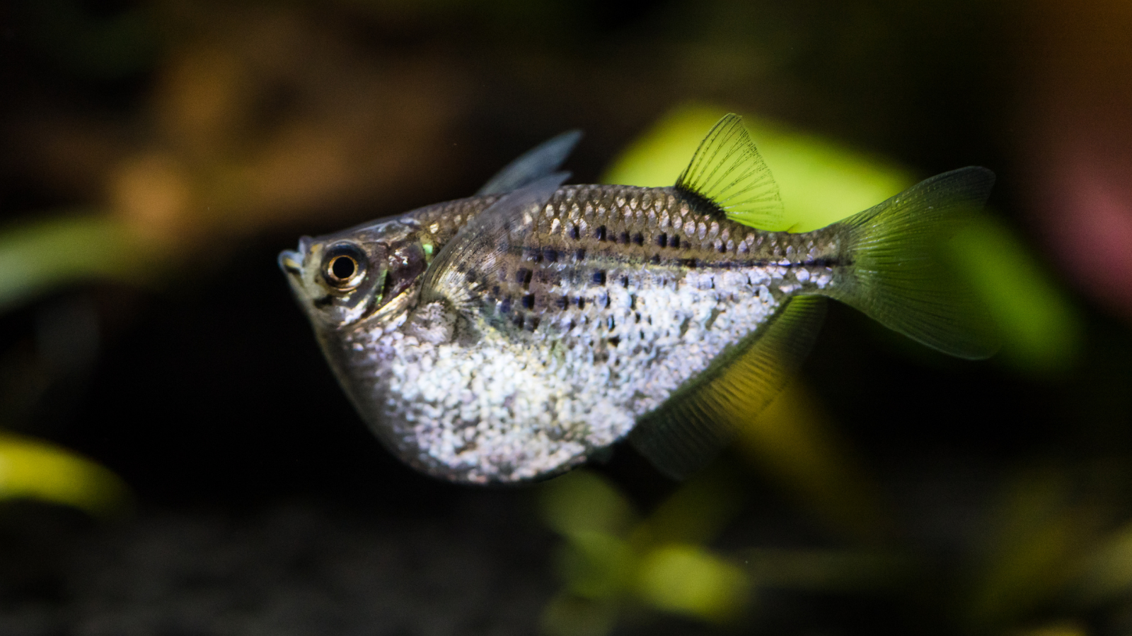 Hatchetfish are inusually shaped fish from the Characin family.