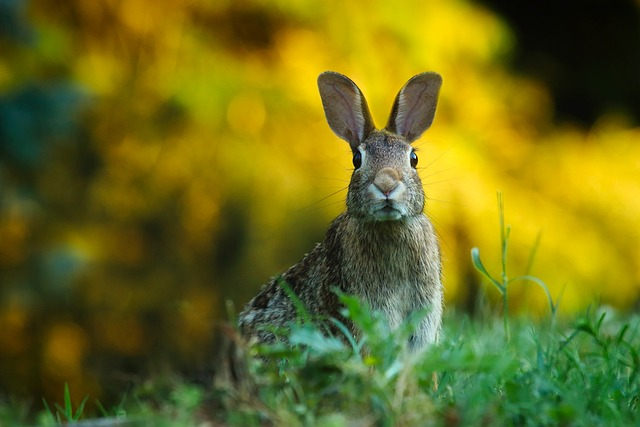 rabbit, hare, bunny