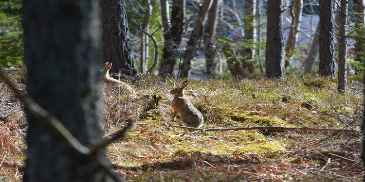 rabbits in forest