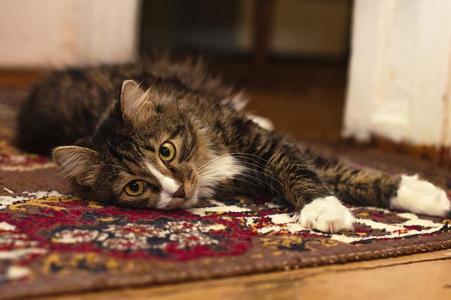 animal, carpet, cat