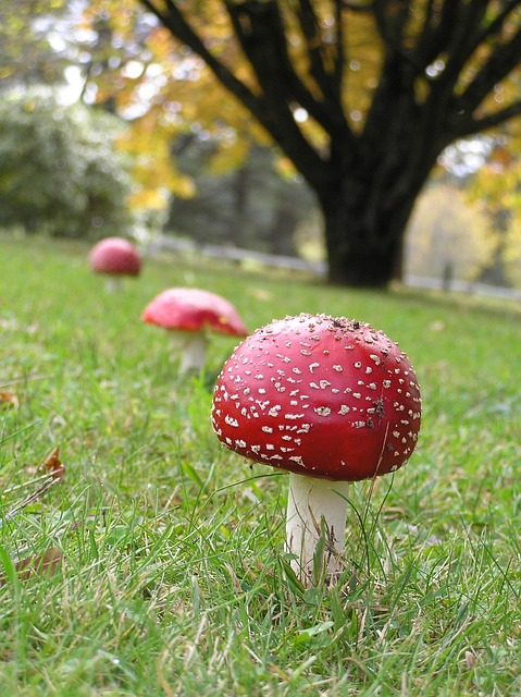 mushroom, fungi, toadstool