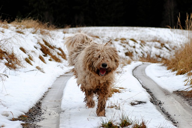 komondor, dog, watchdog