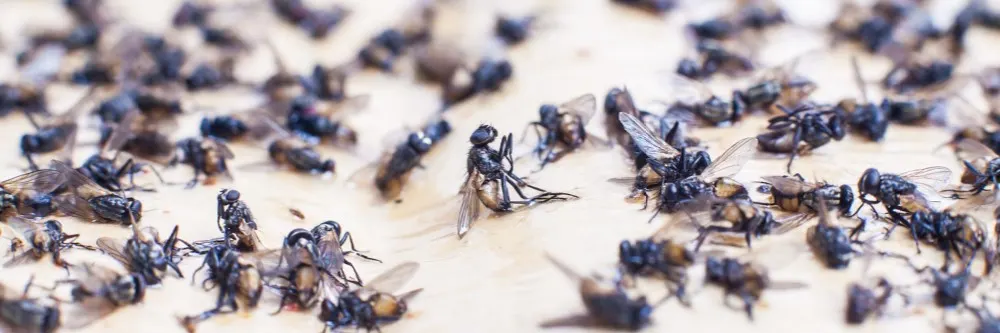 How to Get Rid of Flies Outside Instantly - A-Z Animals