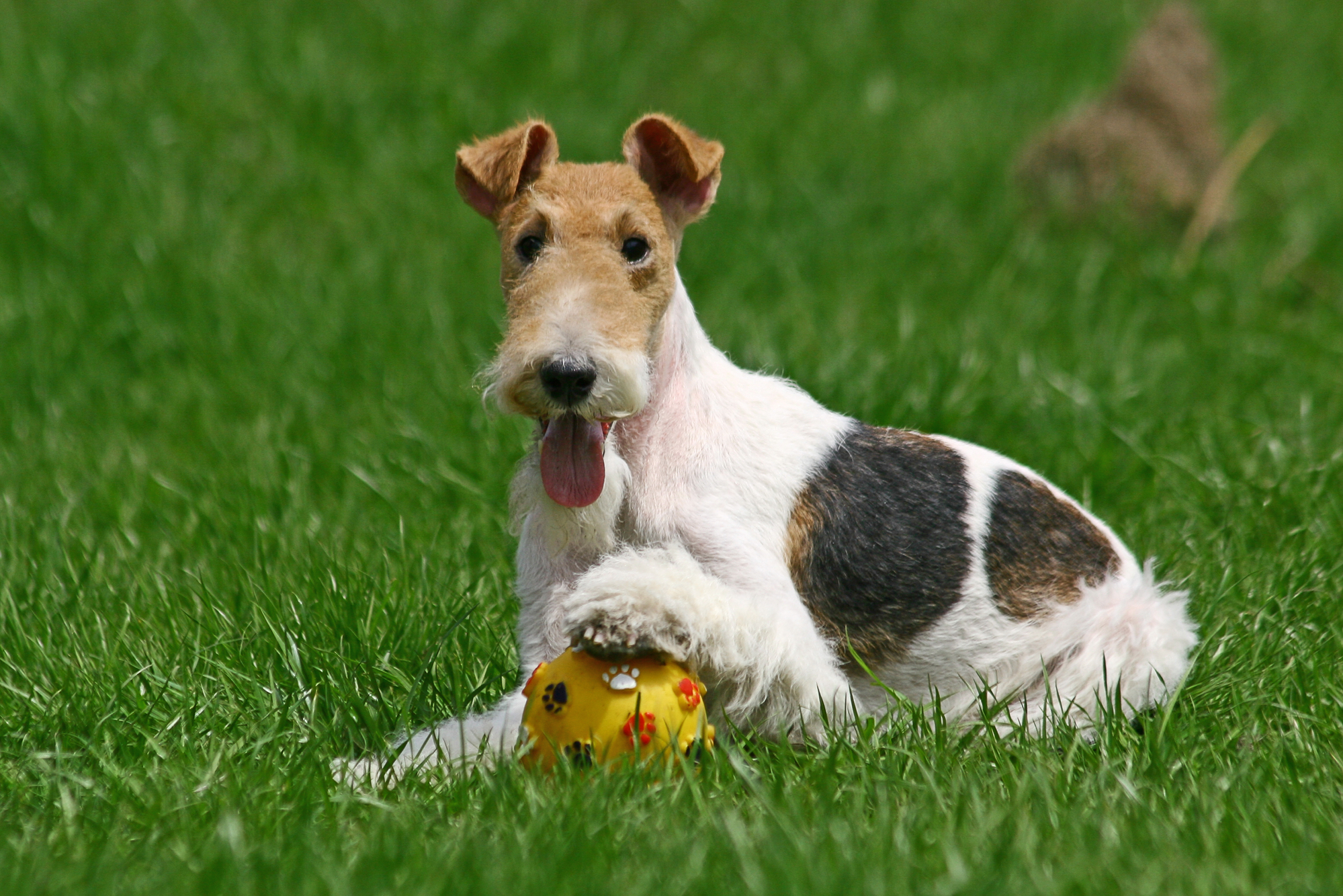 Wire Fox Terrier