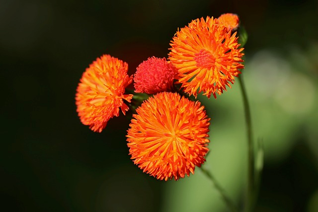 emilia fosbergii, orange, blossom