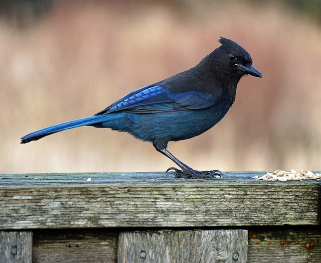 bird, wildlife, nature