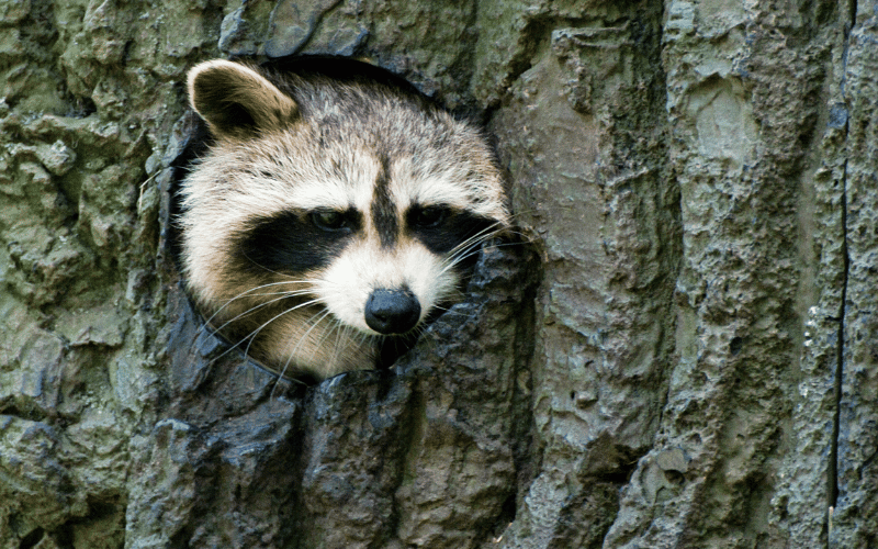 houston raccoon removal