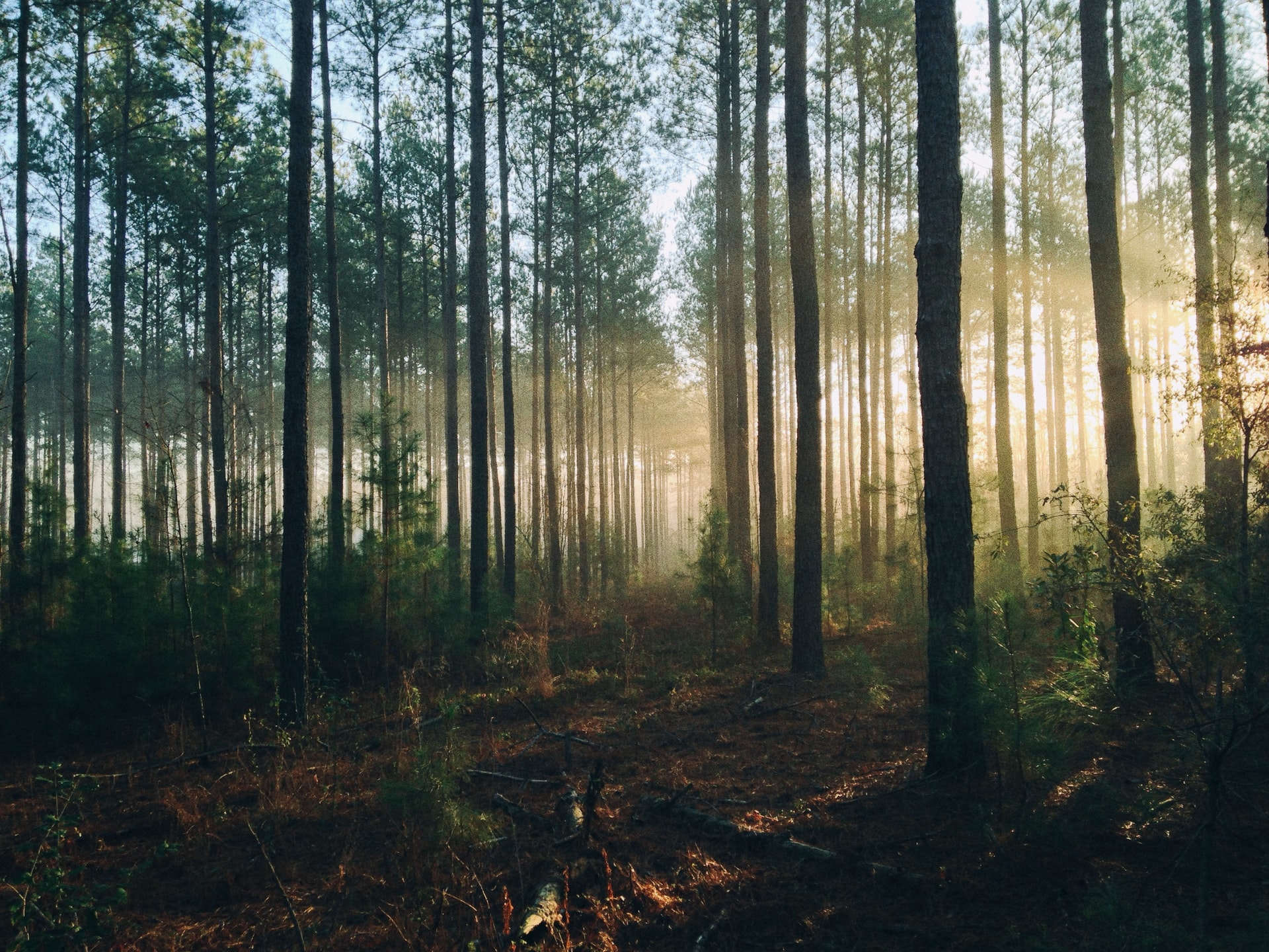 Green Forest