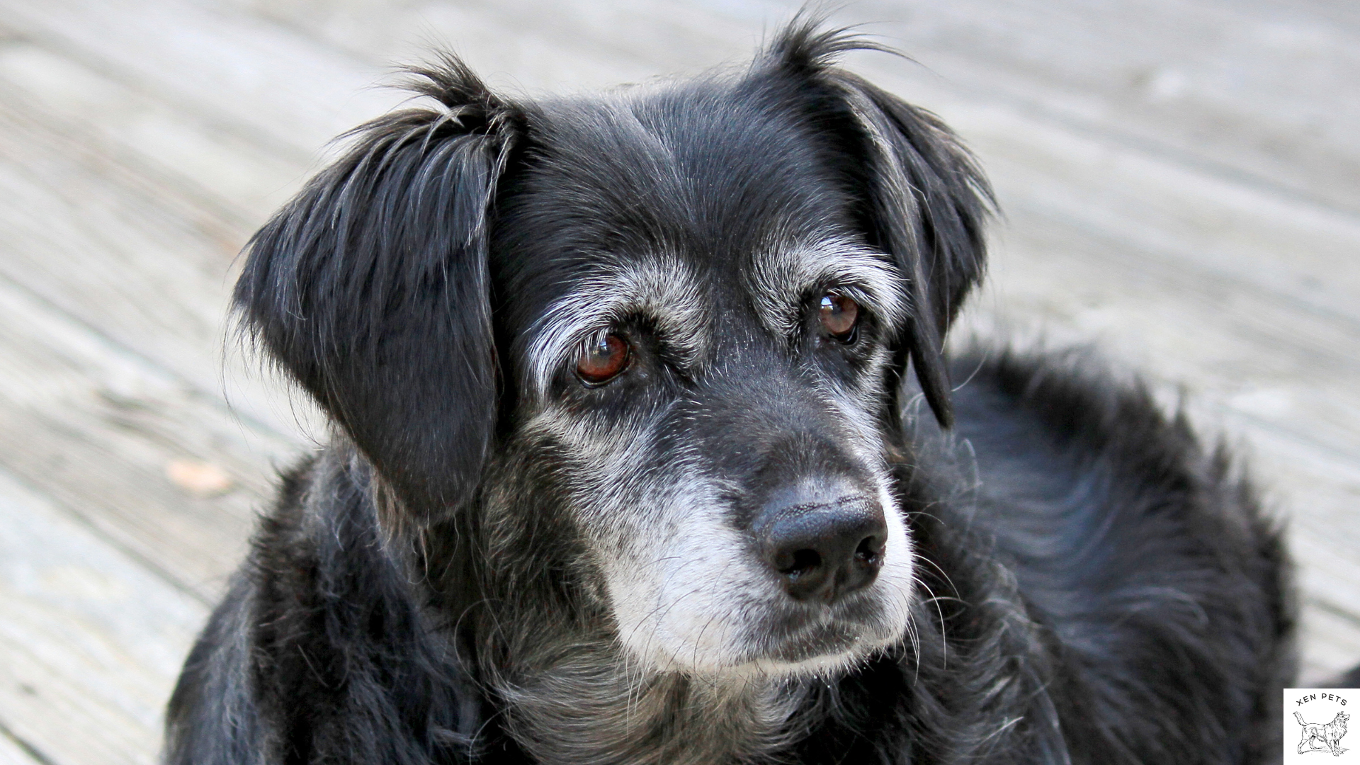 senior dog sitting on a patio